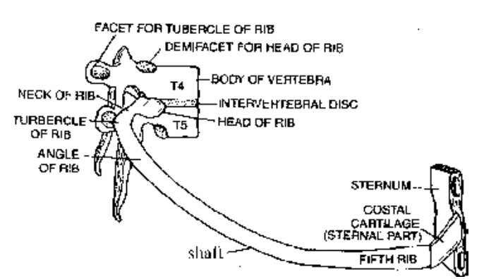 Skeletal System in Man